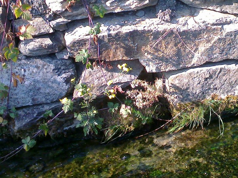 fiore giallo  come margherita - cfr. Cota tinctoria